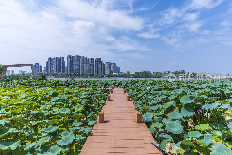 武汉江夏区汤逊湖壹号湿地公园风景