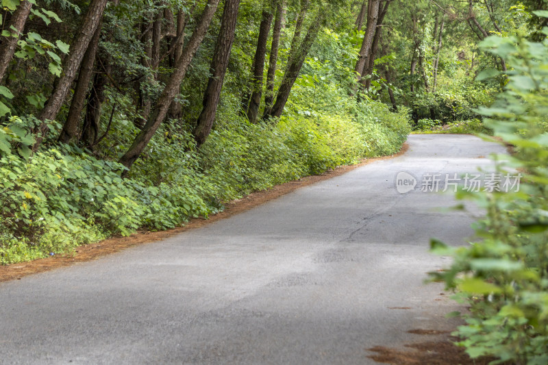 树林里的公路