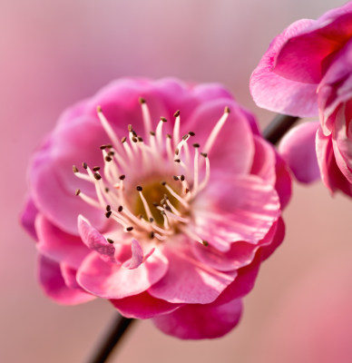 春天的梅花花开花微距