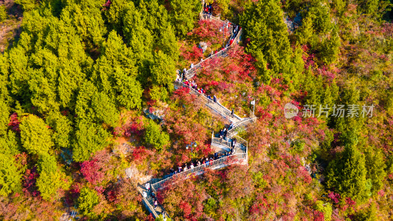 长江三峡巫峡红叶