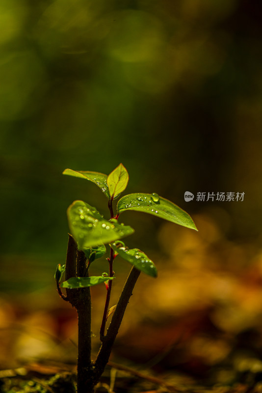 带水珠的嫩绿植物特写