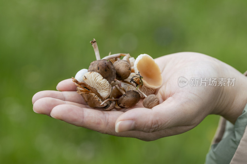 手里捧着森林里采摘的各种各样的小蘑菇