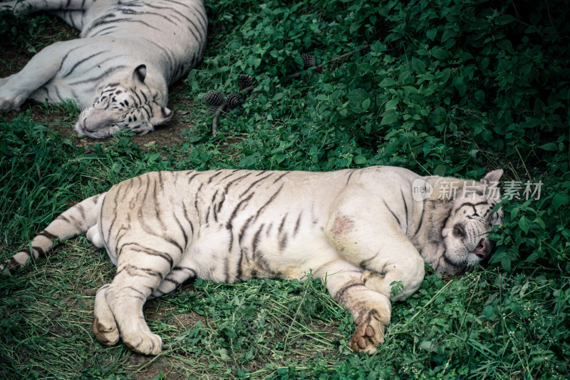 动物园里白虎的特写镜头