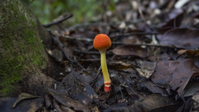 蘑菇 野生菌 真菌  山珍 美食 大自然 森林