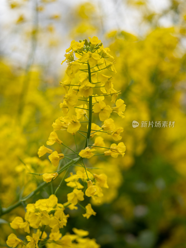 春天金黄色的油菜花