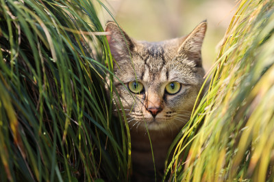 杭州西湖花港观鱼的流浪猫狸花猫