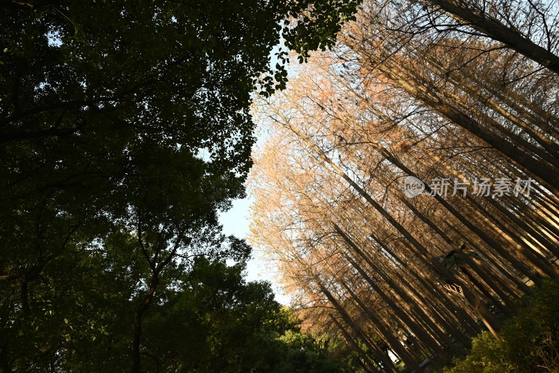 林荫小道绿植景观