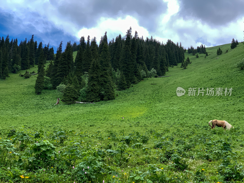 中国新疆伊犁那拉提草原旅游风光