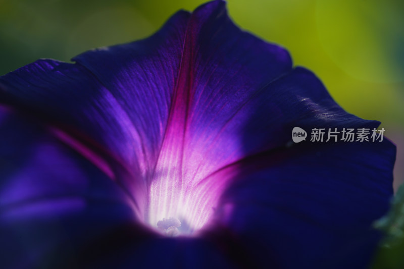 牵牛花特写全景合集