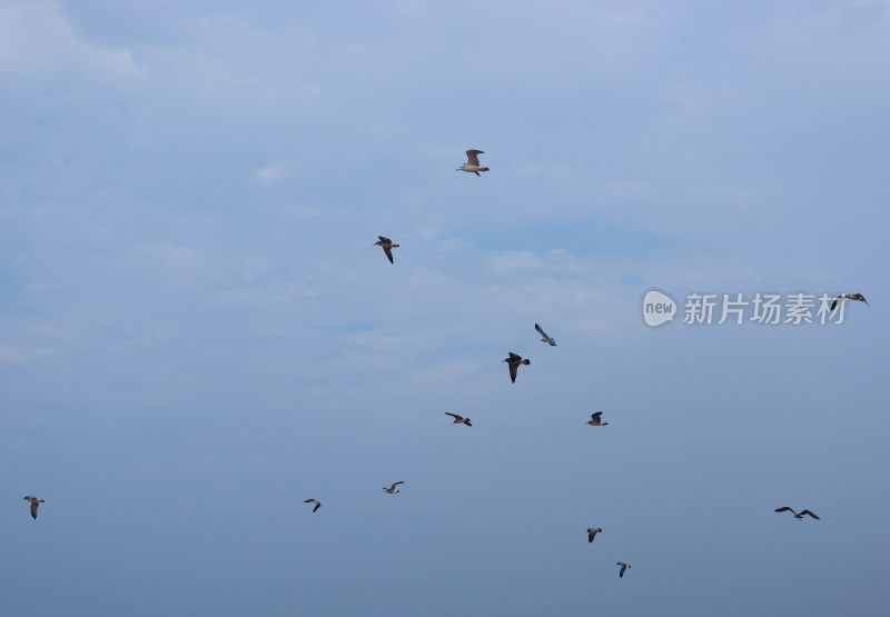 海鸥 大海 天空