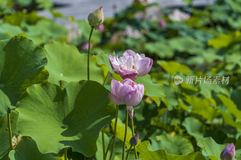 武汉武昌区沙湖公园风光