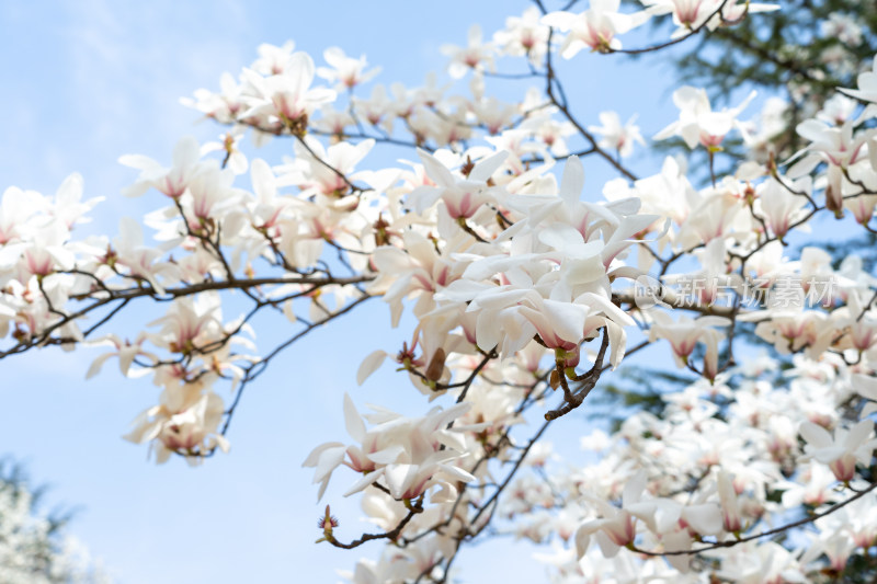 青岛中山公园樱花盛开的粉色樱花