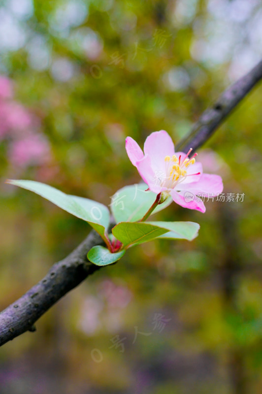 鲜花花朵花卉花树