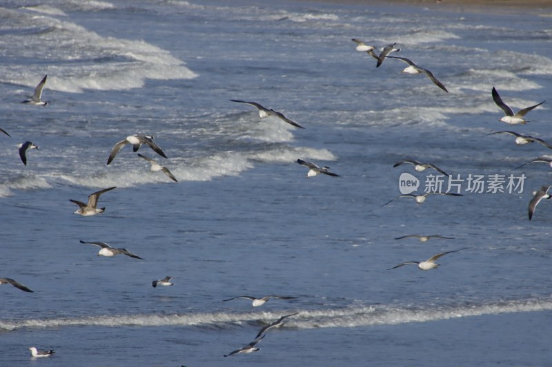 威海金海滩海水浴场龙年春节海浪游客海鸥