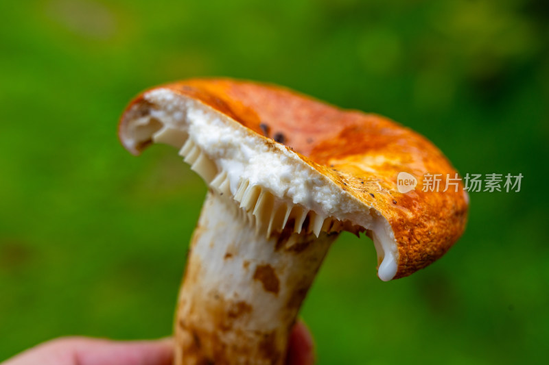 云南野生菌奶浆菌图集16