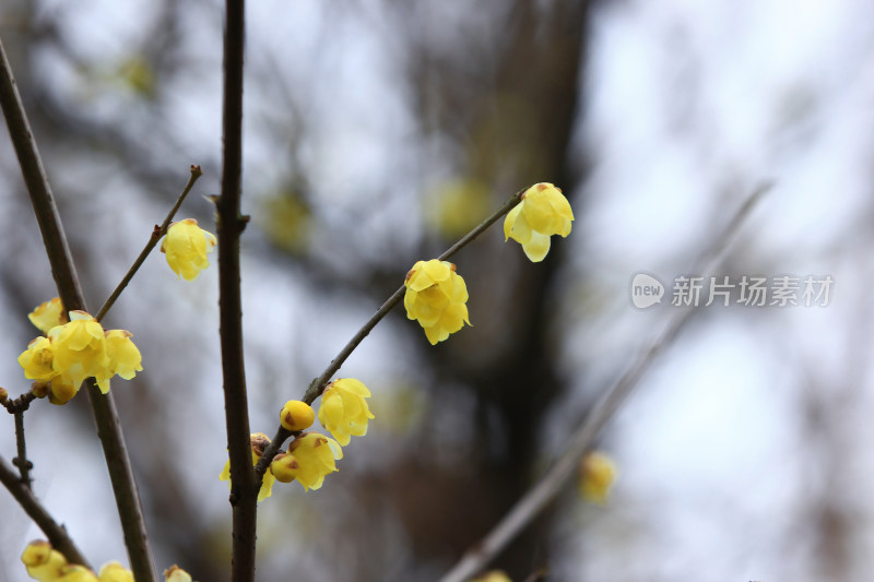 初春的黄色腊梅花盛开