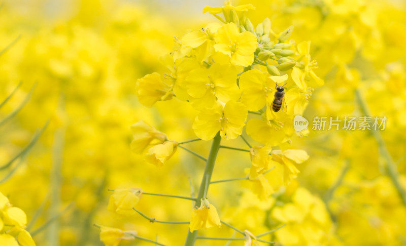 春天百花盛开