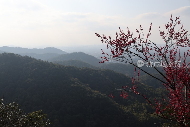 山峦间绽放的红色花枝