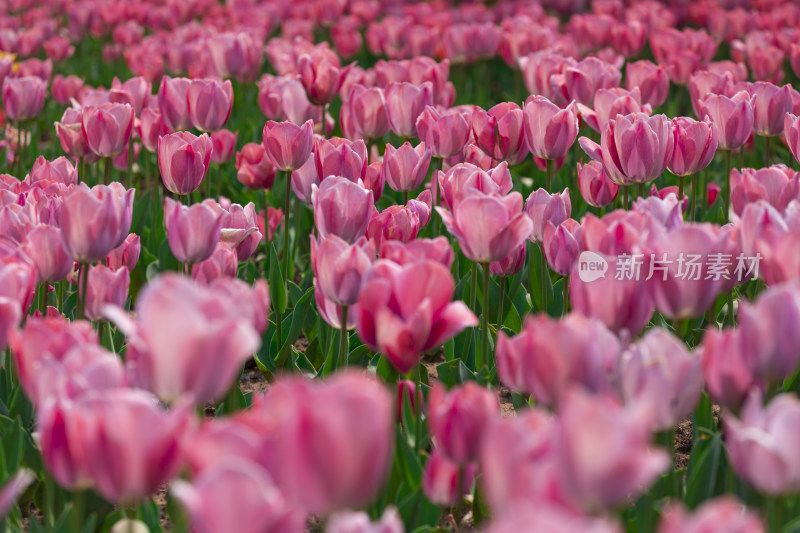 郁金香花