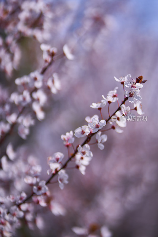 春天的樱花