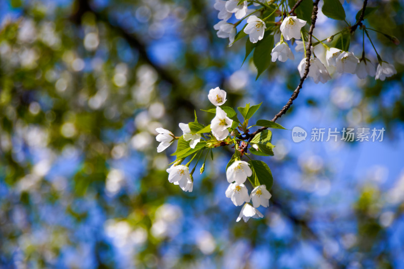 樱花树下明媚春光