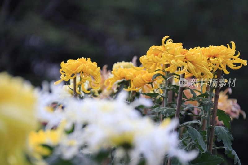 黄色菊花 丝状菊花 金丝菊花 