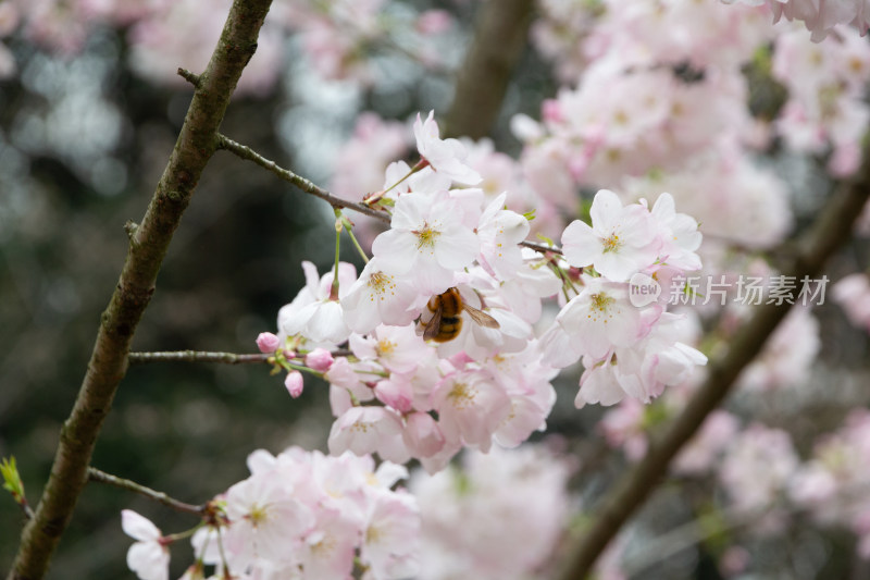 蜜蜂停留在盛开的樱花枝头（7连拍）