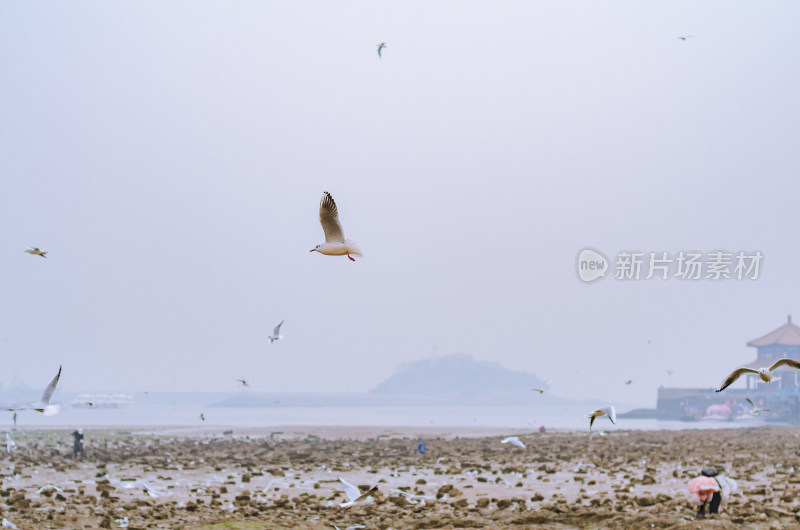 青岛栈桥，海边海鸥