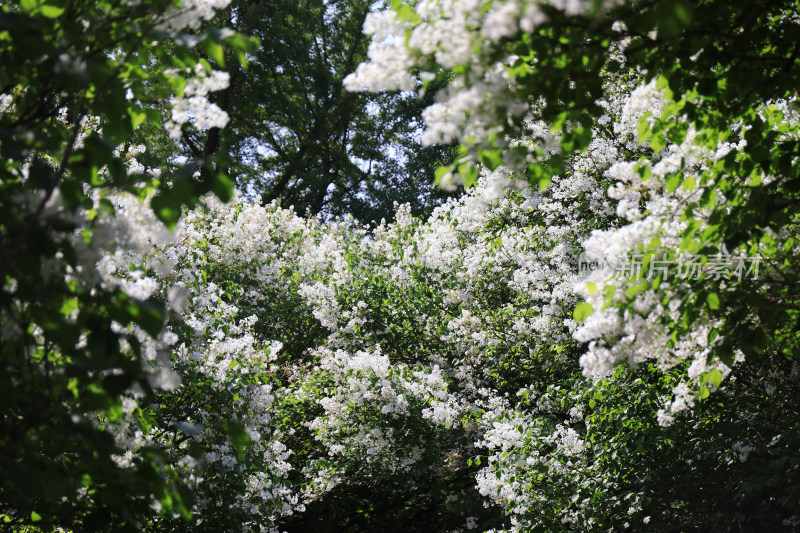 春天四月丁香花花卉开放治愈清新