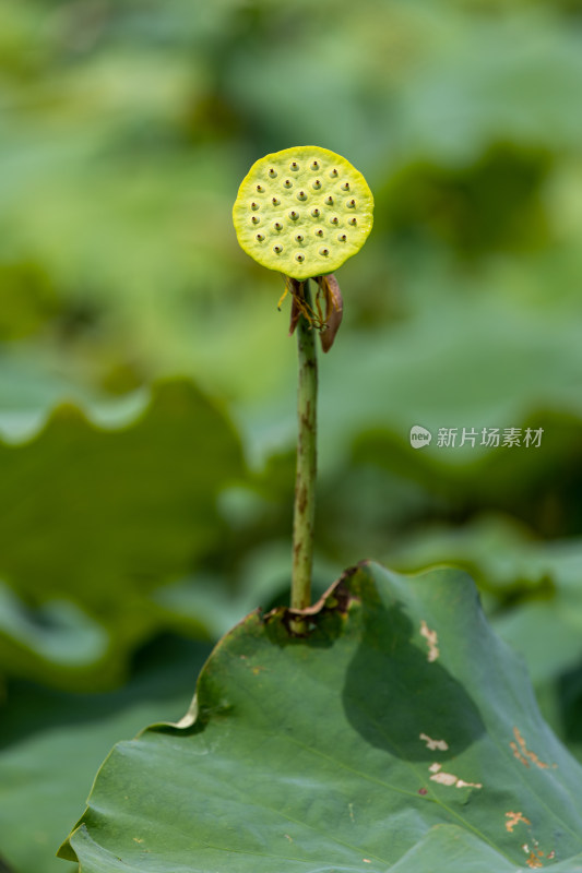 荷花莲蓬