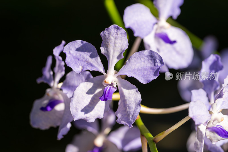 阳光下的紫色兰花特写