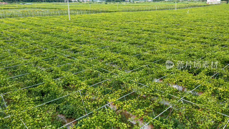 黄金百香果种植园户外生态种植