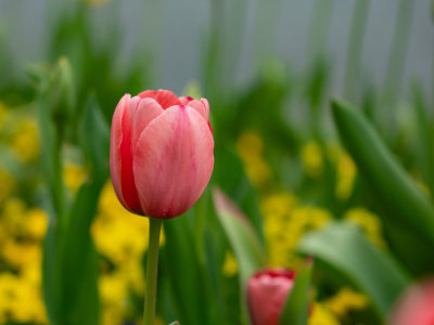 盛开的郁金香花