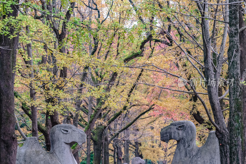 南京钟山风景名胜区明孝陵秋景