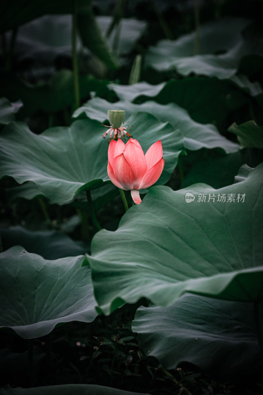 雨后荷花