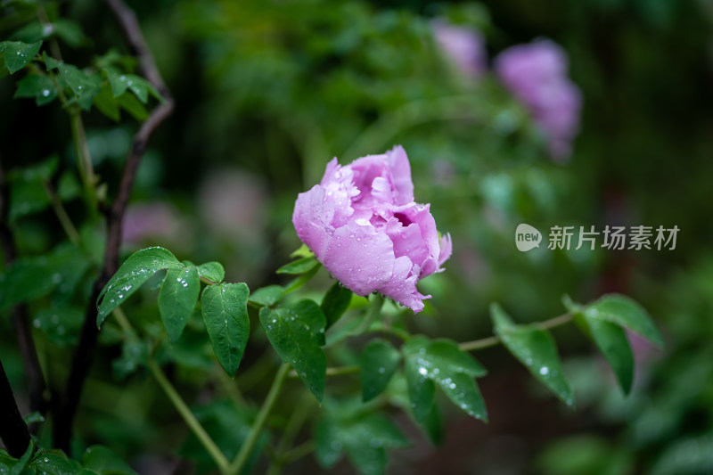 雨中牡丹花