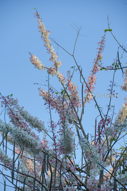 盛开的节荚决明花