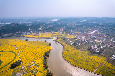 重庆潼南崇龛油菜花