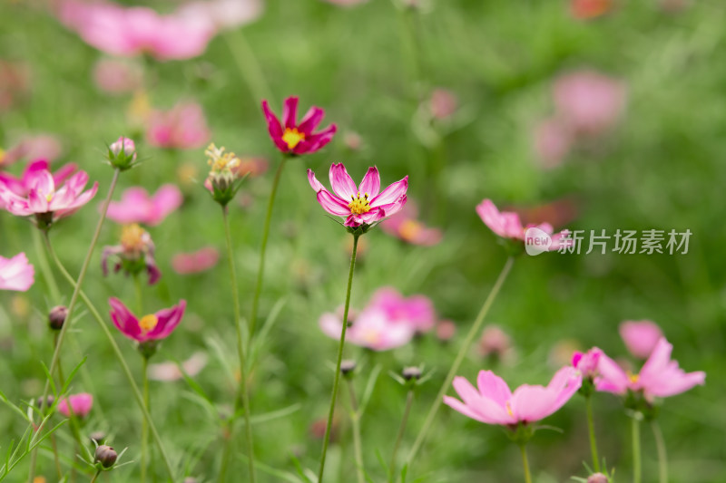 夕阳下的格桑花或波斯菊