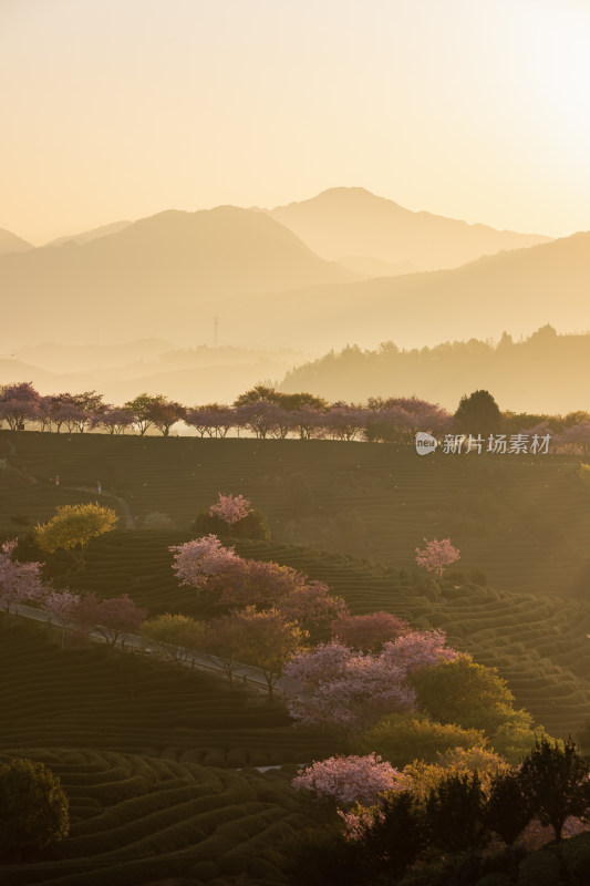 龙岩永福台品樱花茶园