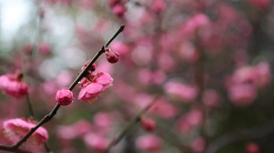 粉嫩梅花枝头绽放的唯美景象