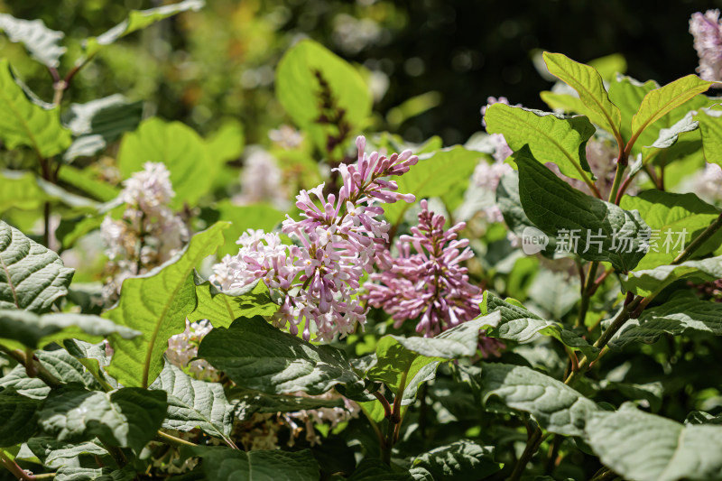 红丁香花丛