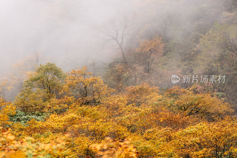 四川瓦屋山秋天雾中的彩林