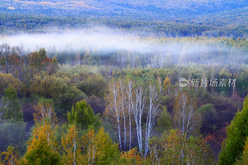 晨雾中的多彩树林