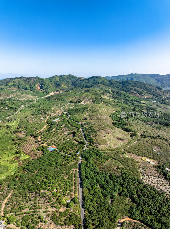 中国广东省汕尾市陆丰市华侨农场油柑种植园