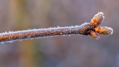 冬天树枝雾凇雪凇结冰雪景特写