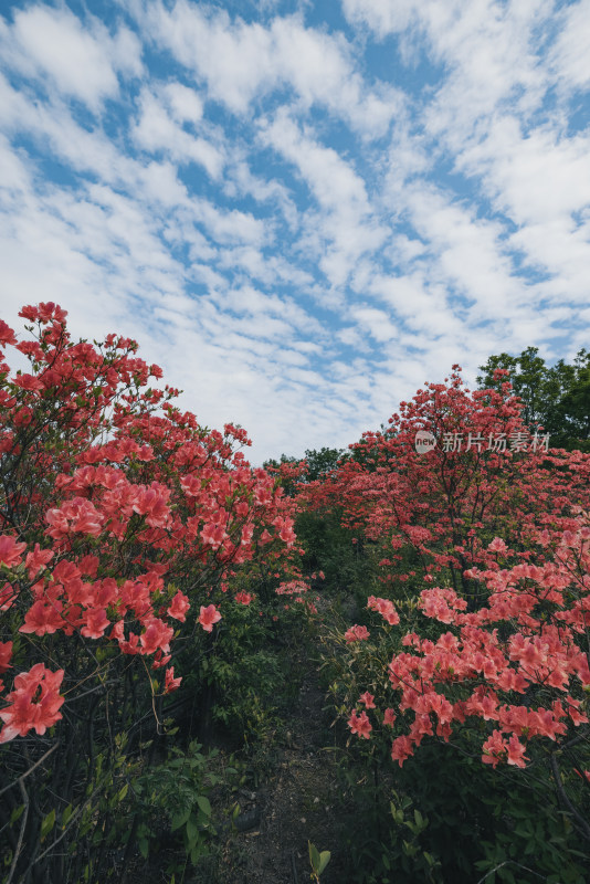 杭州鸬鸟山山脊古道杜鹃花蓝天白云