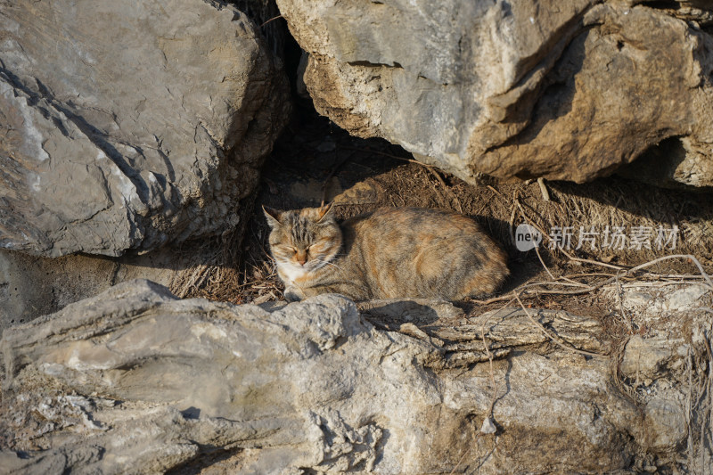 山林中的狸花猫野猫