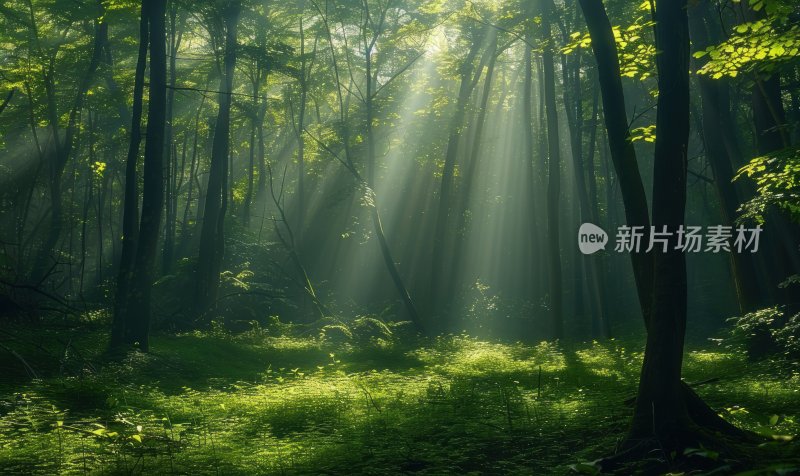 森林晨曦阳光树木自然风光树林背景