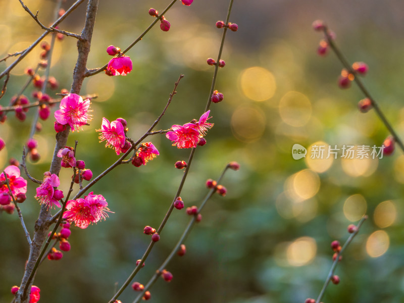 盛开的粉色梅花与光斑